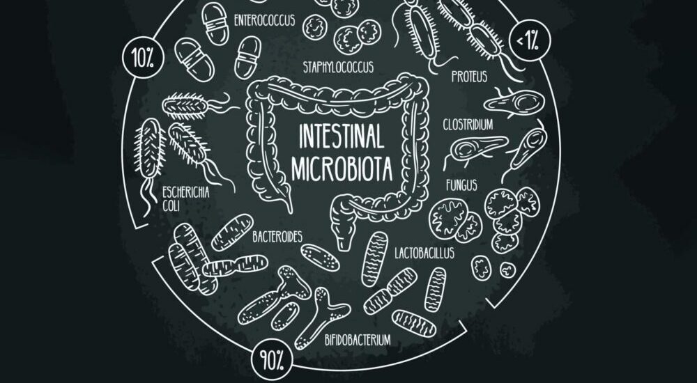 représentation sur tableau noir des principales familles du microbiote intestinal