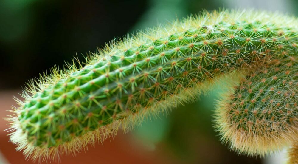 Un cactus en forme de pénis pour évoquer la problématique des infections sexuellement transmissible