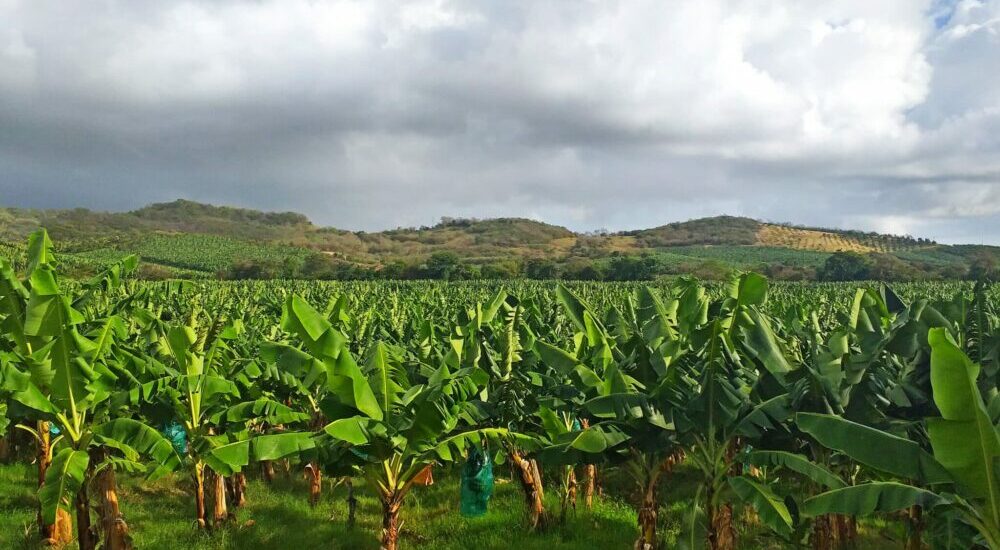 plantagion écologique de bananier en Martinique