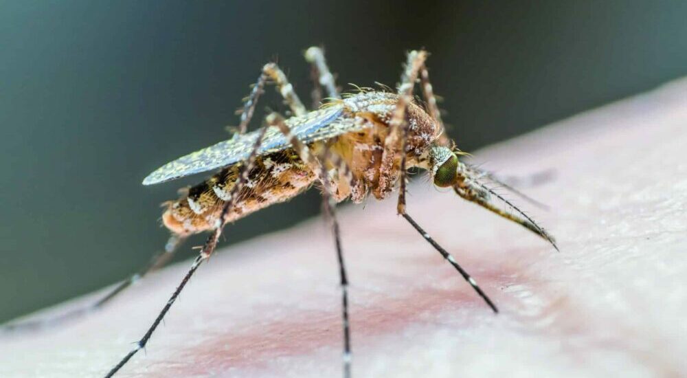 zika,dengue,arbovirus