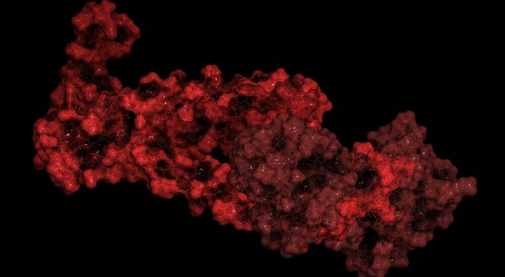 Rendu 3D d'une molécule de troponine